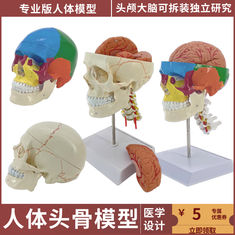 成人头颅骨解剖标本医学仿真人体头骨模型可拆卸大脑彩色骷髅头