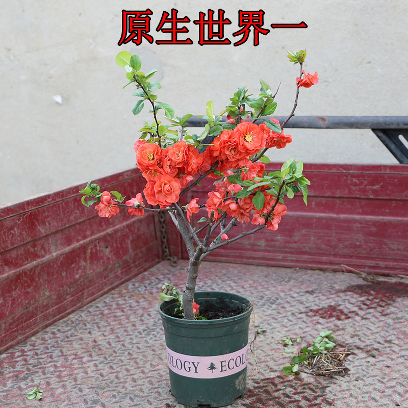 原生世界一海棠花南北方花卉盆栽包活当年开花长寿冠绿海棠大红色