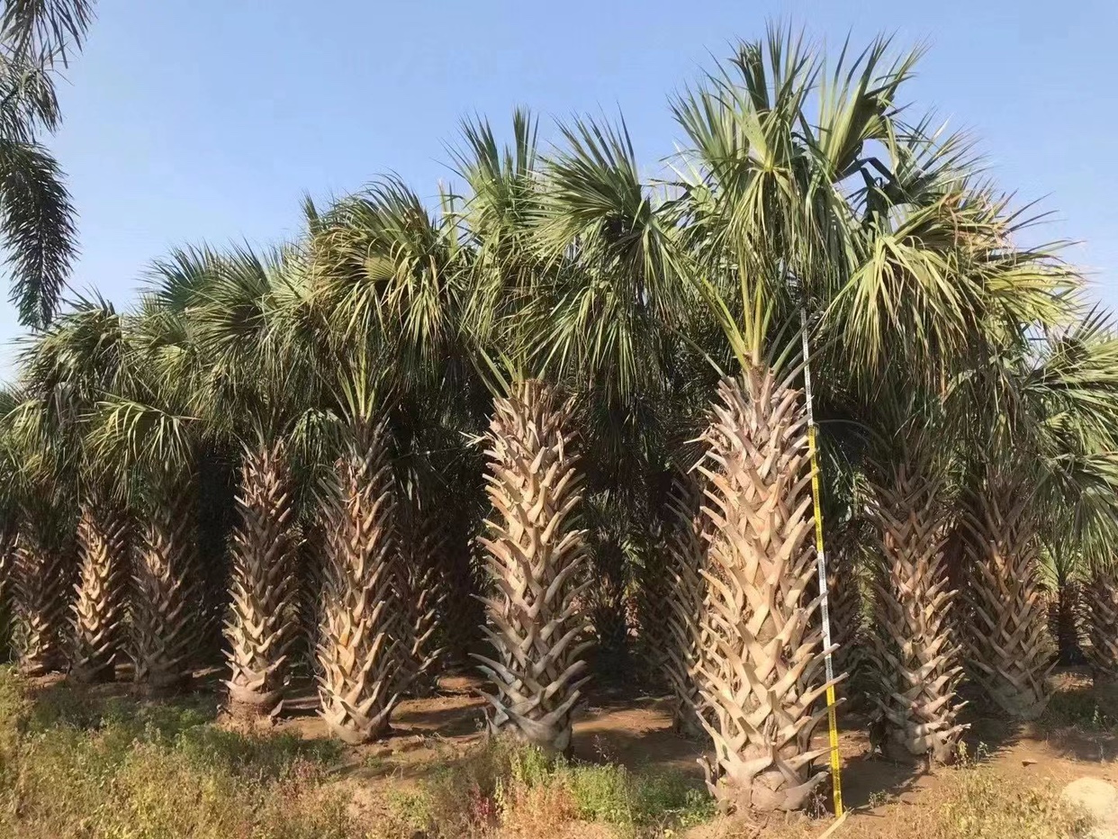 沙巴榈龙鳞榈种植基地一手货源供应棕榈树浙江沙巴榈福建沙巴榈批