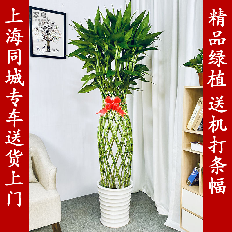 翡翠鸟富贵竹笼盆栽大型绿色植物室内花卉好养耐阴绿植大件办公室