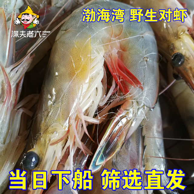 渤海湾野生海捕新鲜大对虾大号大虾海虾鲜虾水产可以急冻发货500g