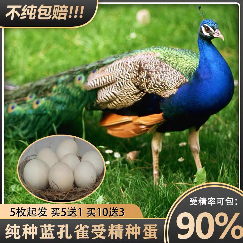 孔雀种蛋白孔雀种蛋孔雀受精蛋孔雀蛋蓝孔雀种蛋花孔雀种蛋可孵化