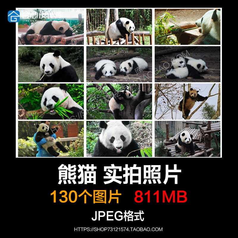 熊猫 实拍照片摄影JPG高清图片设计电子素材