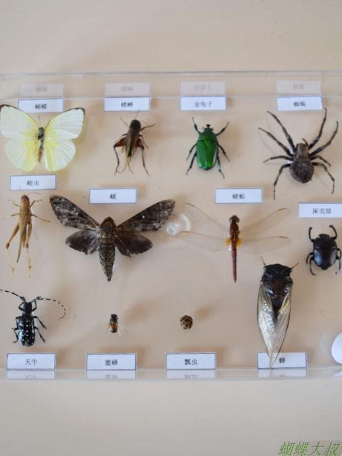 真昆虫标本 益虫害虫标本套装 常见昆虫 学校幼儿园认知教学 包邮