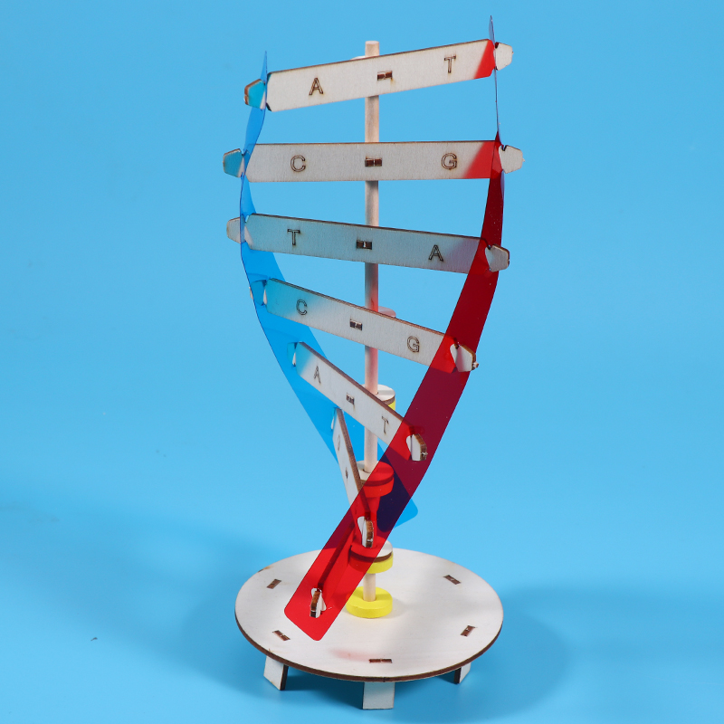 科技小制作手工diy人体基因生物科学实验器材料DNA双螺旋结构模型