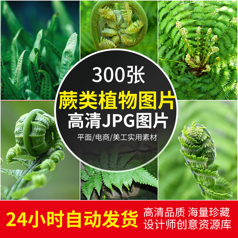 高清JPG素材蕨类植物照片羊齿孢子植物图鉴绿色原始古老广告图片