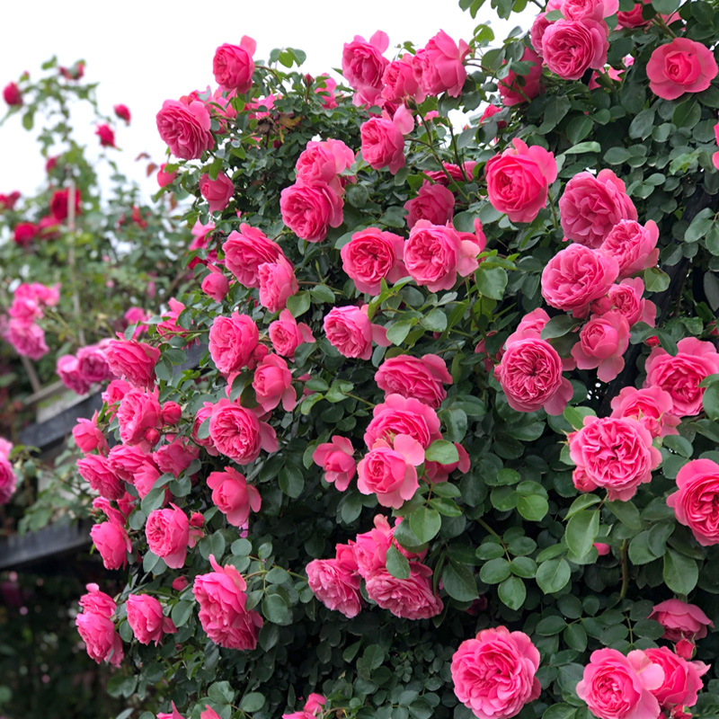 粉色达芬奇月季花苗盆栽 四季开花 爬墙藤本月季阳台庭院花卉植物