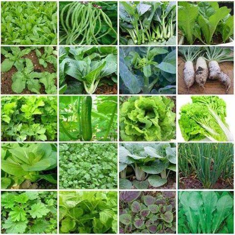 20种四季播蔬菜种子套餐高白菜青菜阳台易种四季发芽种子播庭院率