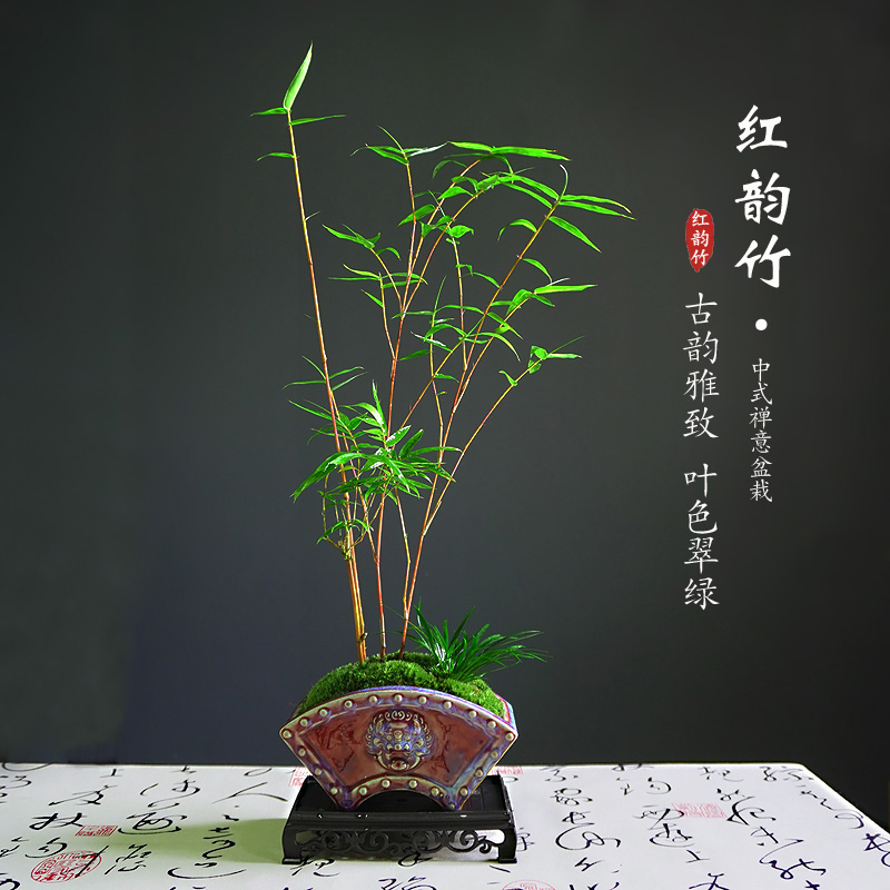 红竹盆栽中式复古盆景室内室外绿植好养易活植物竹子书房茶室客厅