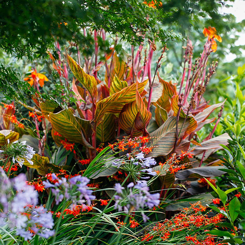海蒂的花园  火焰美人蕉非洲落日叶片红黄绿交替四季变色焦点植物