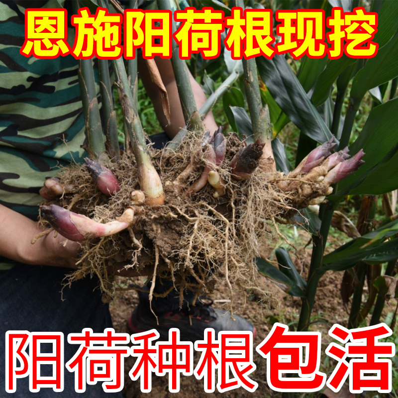 阳荷姜种根现挖现发新鲜野生包活洋河苗阳霍种子洋火姜洋荷姜种根