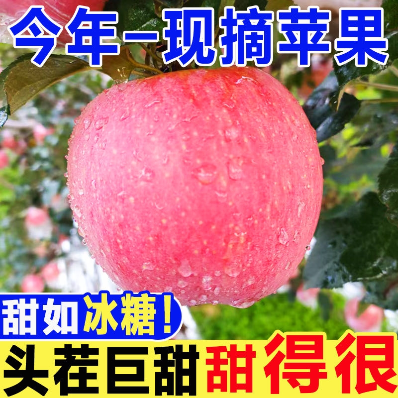 山西运城纸加膜红富士苹果应季新鲜水果3-8.5斤装脆甜丑苹果