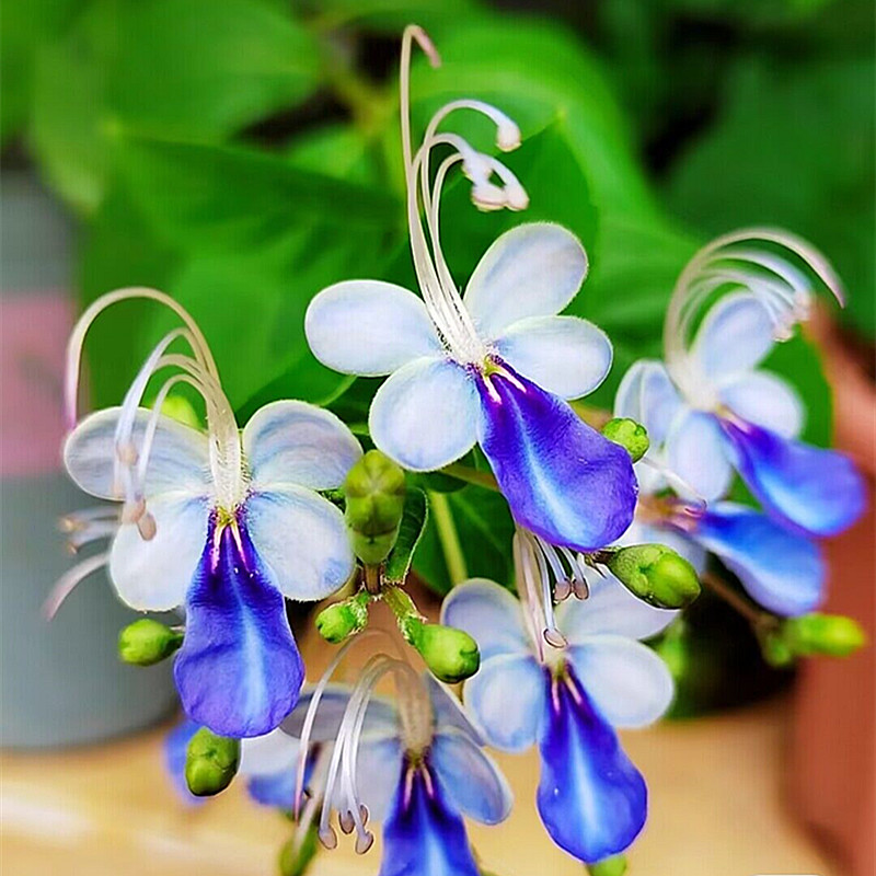 蓝蝴蝶盆栽阳台庭院耐热植物花苗蓝色花系开花像蝴蝶