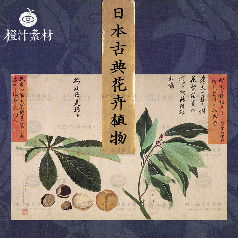 日式日本手绘古典花卉植物竹子插画美术写生绘画包装设计素材图片