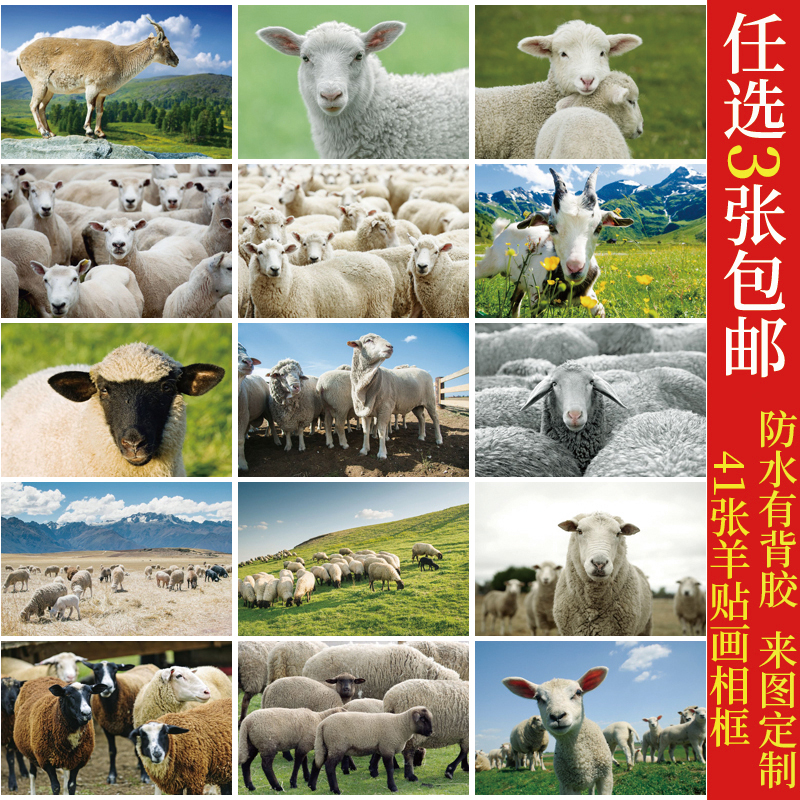 绵羊山羊羊群羊毛草原动物贴画海报挂画养殖场背景墙画装饰画相框