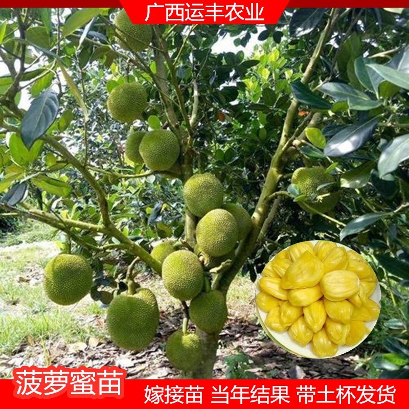 台湾珍珠菠萝蜜苗树苗四季当年结果木菠萝嫁接苗马来黄肉特大盆栽