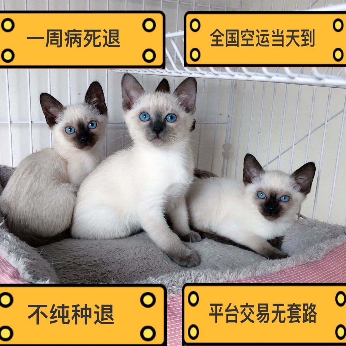 暹罗猫幼猫活体纯种黑脸挖煤宠物猫逻辑英短美短布偶蓝猫虎斑猫咪