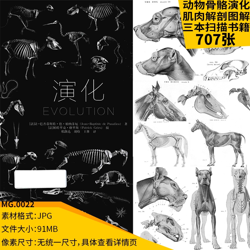 动物骨骼演化过程肌肉结构解剖绘画参考素材图解生物探索学习资料