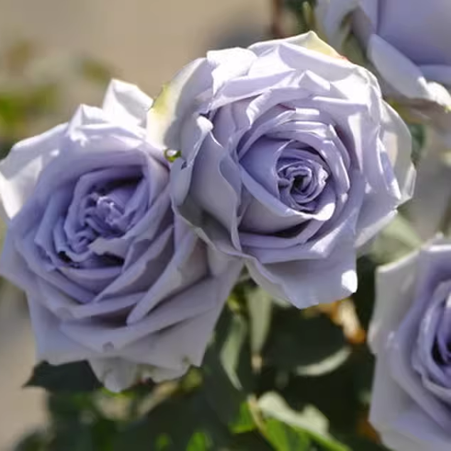 百亩花卉 转蓝日本月季传说中最接近蓝色的品种勤花阳台盆栽花苗