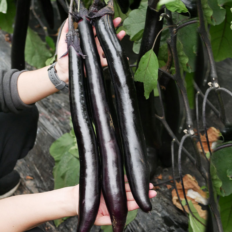 日本经典长茄茄子种子种籽苗秧黑紫色特长老品种蔬菜带土孑秧苗