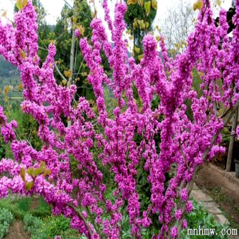 紫荆花树苗四季室外庭院丛生紫荆花卉耐寒绿化工程苗南北方种植宜