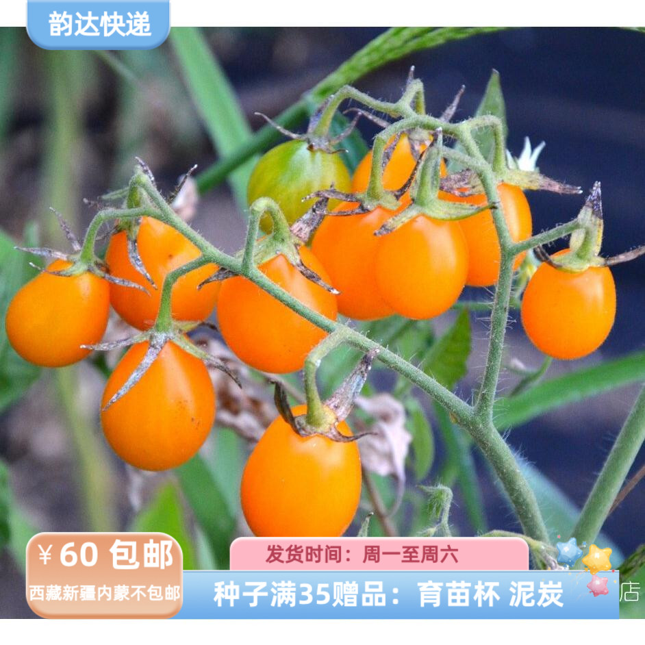 【种子】传家宝种子 小西红柿 樱桃番茄 无限生长型 炽焰 5粒