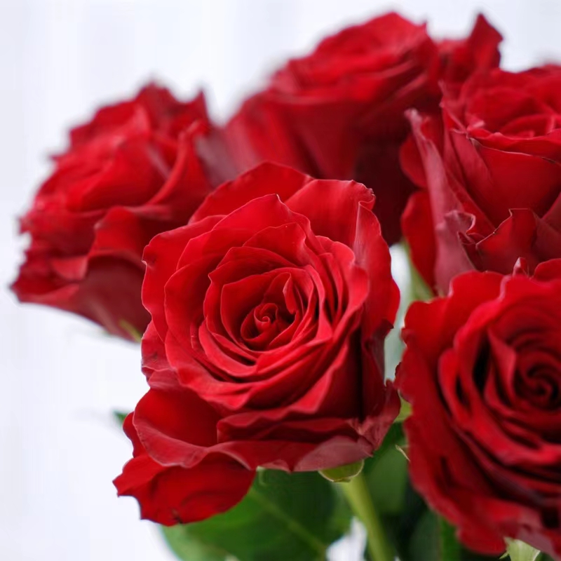 罗德斯 肯尼亚红玫瑰花苗无刺四季庭院耐寒花期长新品切花月季