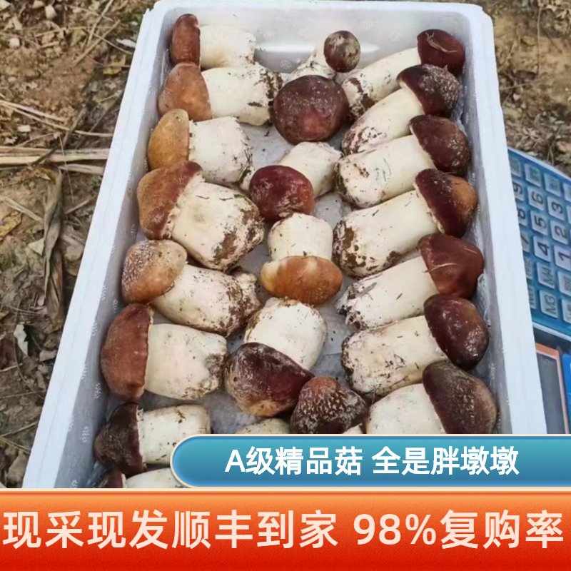 赤松茸新鲜松茸菌菇姬松茸大球盖菇红松茸非野生人工种植精品蘑菇