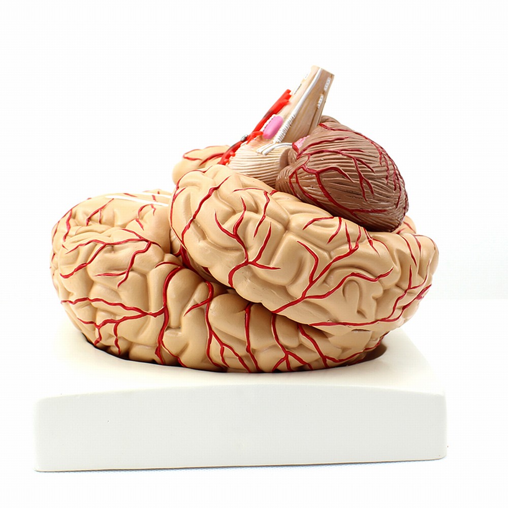 ENOVO颐诺医学人体大脑模型脑血管解剖脑动脉神经科教学大脑血管介入颅底大脑结构模型神经系统基底上海教具