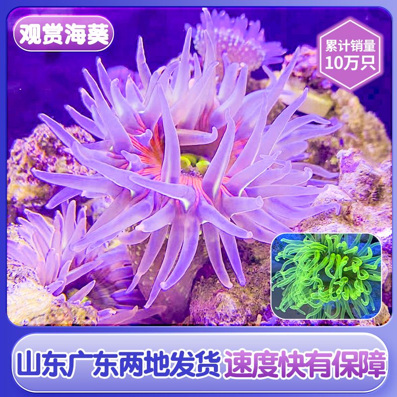 海葵海缸宠物生物珊瑚造景海草海星观赏海水鱼尼莫小丑鱼
