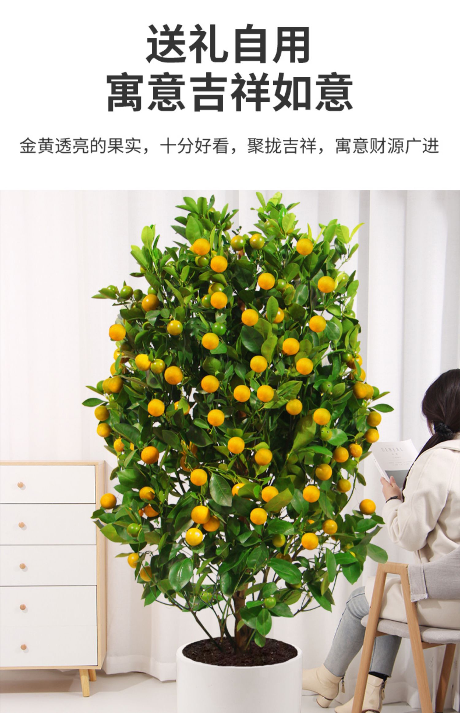 金桔树带果大树室内客厅盆栽观果植物金橘树盆景过年开业送礼年桔