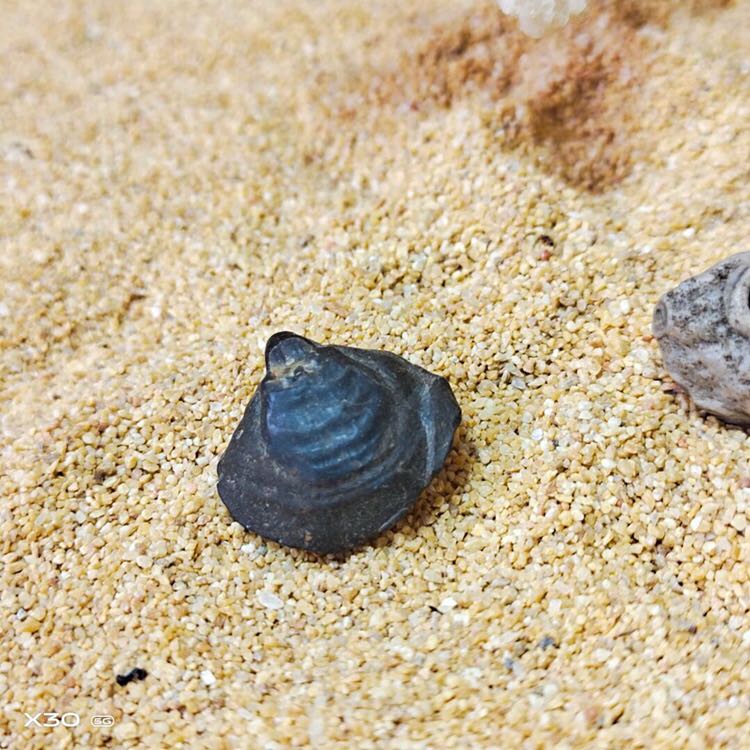 戈壁滩蛤蜊化石，非碧玉筋脉石眼睛石沙漠漆木化石开片象形玛瑙