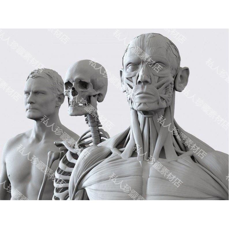 zbrush男女性解剖学人体肌肉3d模型zb人类骨骼骷髅ztl模型200