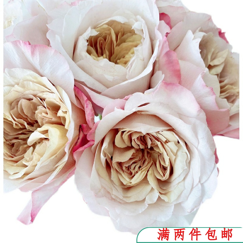【水灵花园】茶雅 miyabi cha日本新品大花月季玫瑰灌木切花花卉