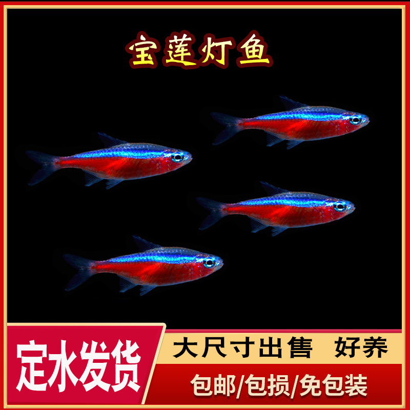 宝莲灯鱼科鱼红莲红绿灯热带鱼小型灯鱼缸水草缸群游淡水鱼观赏鱼