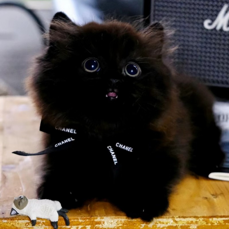 纯黑拿破仑矮脚猫长毛黑猫幼猫纯白异瞳孟买猫黑煤球纯种宠物猫咪