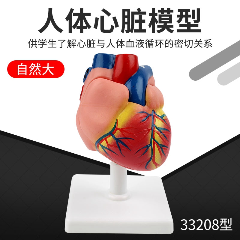 心脏解剖模型自然大J3304左右心房心室生物医学教学仪器1：1模型