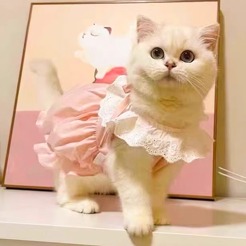 宠物猫咪衣服夏季透气裙子可爱薄款英短蓝猫布偶小幼猫狗狗公主裙