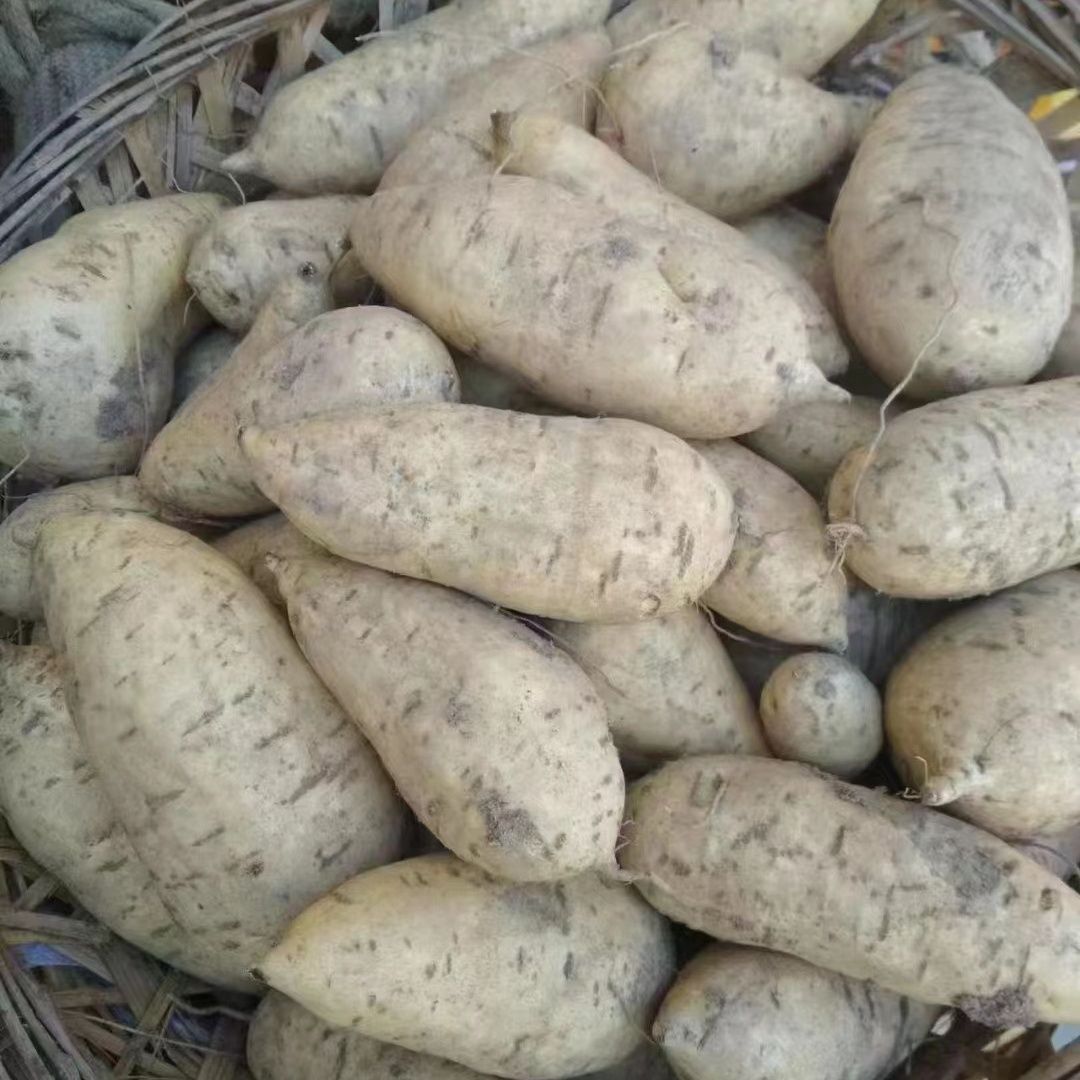 广东潮汕农家白皮鸡蛋黄粉地瓜板栗番薯新鲜现挖产地直发沙地种植