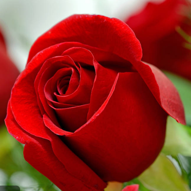 大红色红玫瑰花苗易活植物卡罗拉阳台四季盆栽庭院地栽特大花浓香