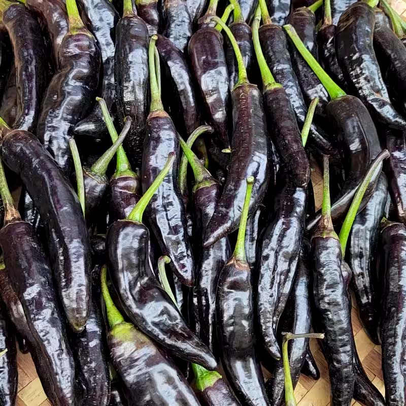 紫美人椒种子苗秧黑紫色彩椒辣椒高产菜籽牛角蔬菜种籽孑籽种秧苗