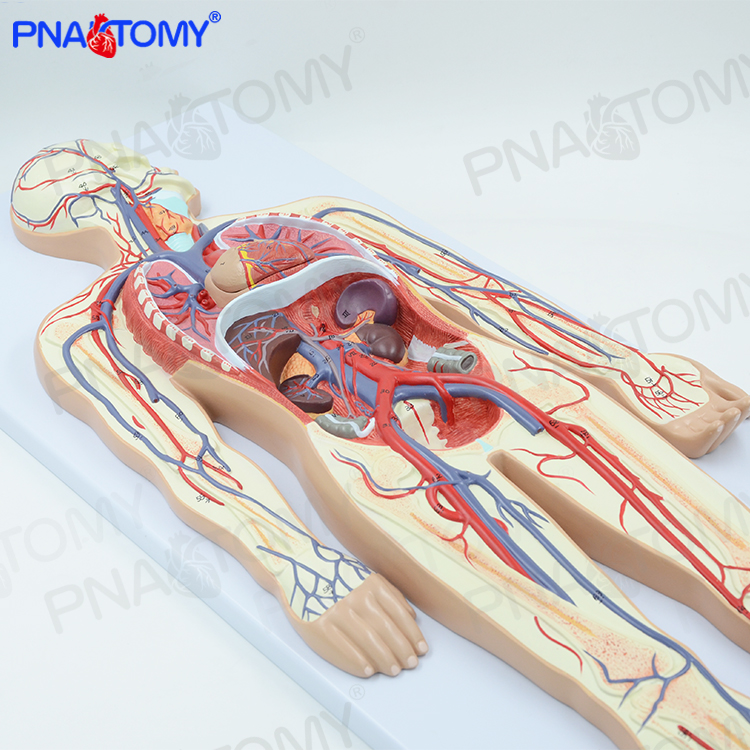 人体血液循环系统模型体循环肺循环双循环心脏动静脉模型心外科