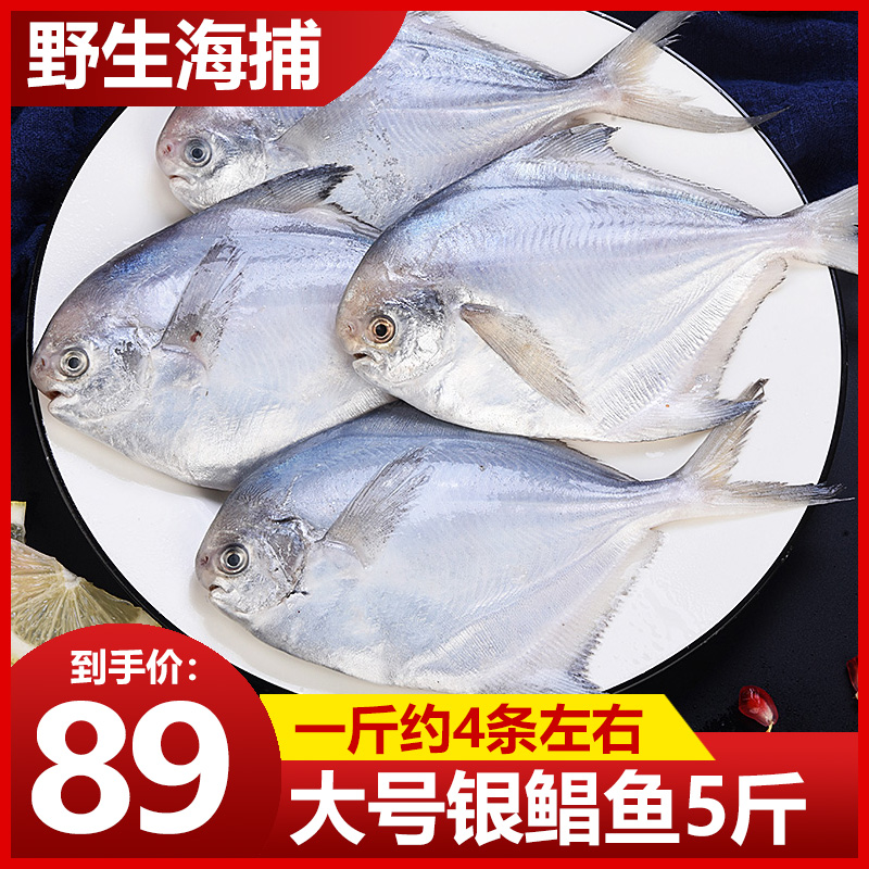 海捕银鲳鱼5斤鲜活海鲜冷冻白鲳鱼新鲜水产平鱼镜鱼海鱼扁鱼