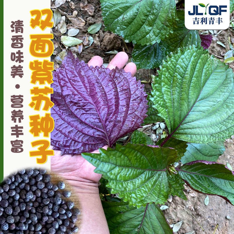 日本紫苏种子苗食用苏子种籽春秋四季阳台生菜蔬菜种孑盆栽苏子叶