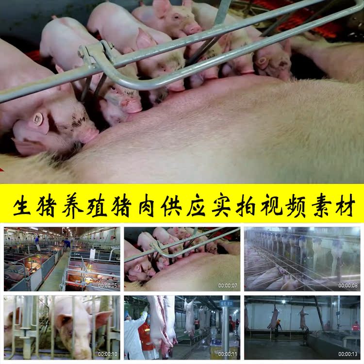 生猪养殖猪肉供应加工养猪场屠宰场农贸市场猪肉摊实拍视频素材