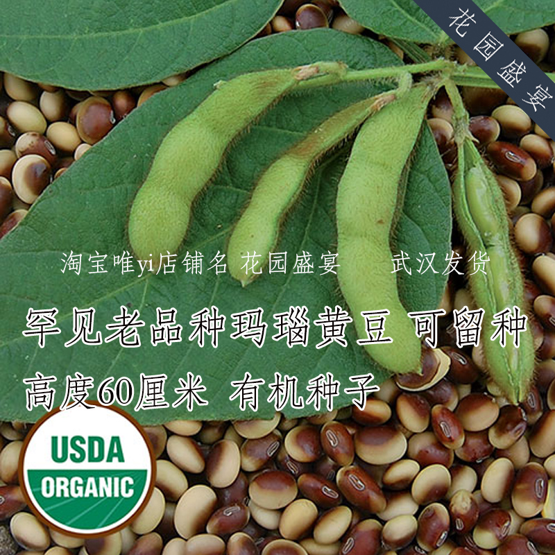 10粒罕见有机老品种大豆玛瑙种子灌木高产美国进口黄豆毛豆可留种