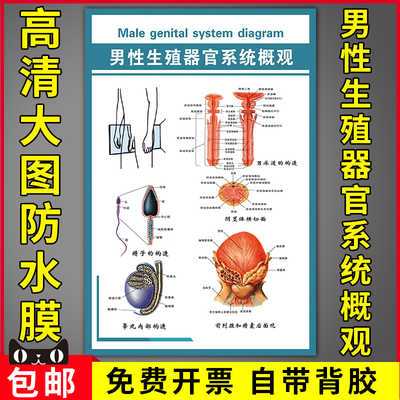 男性生殖器官系统概观医学睾丸内部构造阴茎体横切面解剖示意挂图