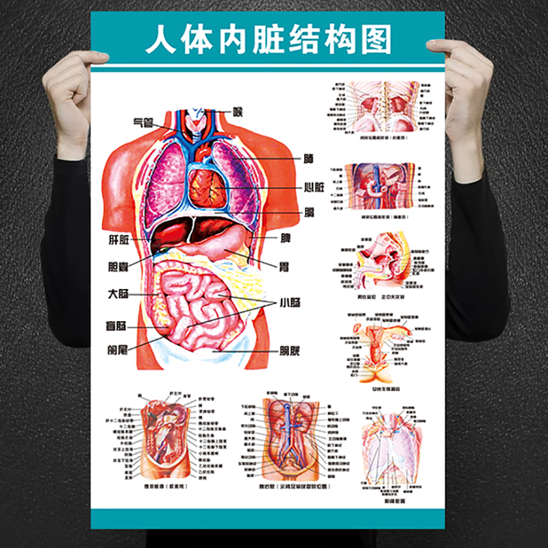人体结构图解剖图挂图示意图肌肉内脏骨骼五脏六腑器官儿童海报