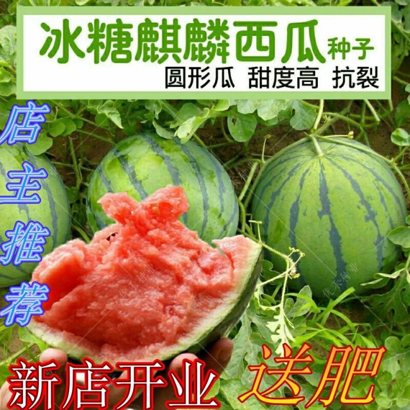 8424西瓜种子冰瓜高产种子巨特大糖麒麟型懒汉西瓜种子四季水果籽