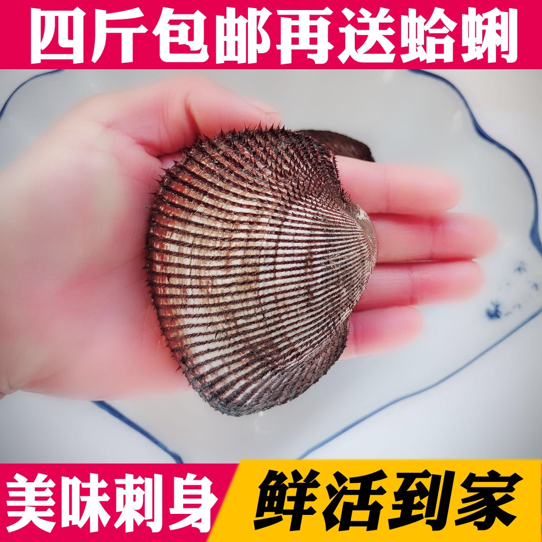 海鲜贝类鲜活赤贝大赤贝活蛤蜊野生毛蛤血蛤生吃刺身9元/250g